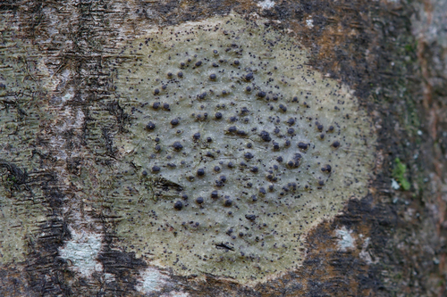 Pyrenula observed 2026-10-17
