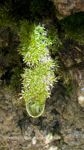 Eucladium verticillatum observed 2026-10-19
