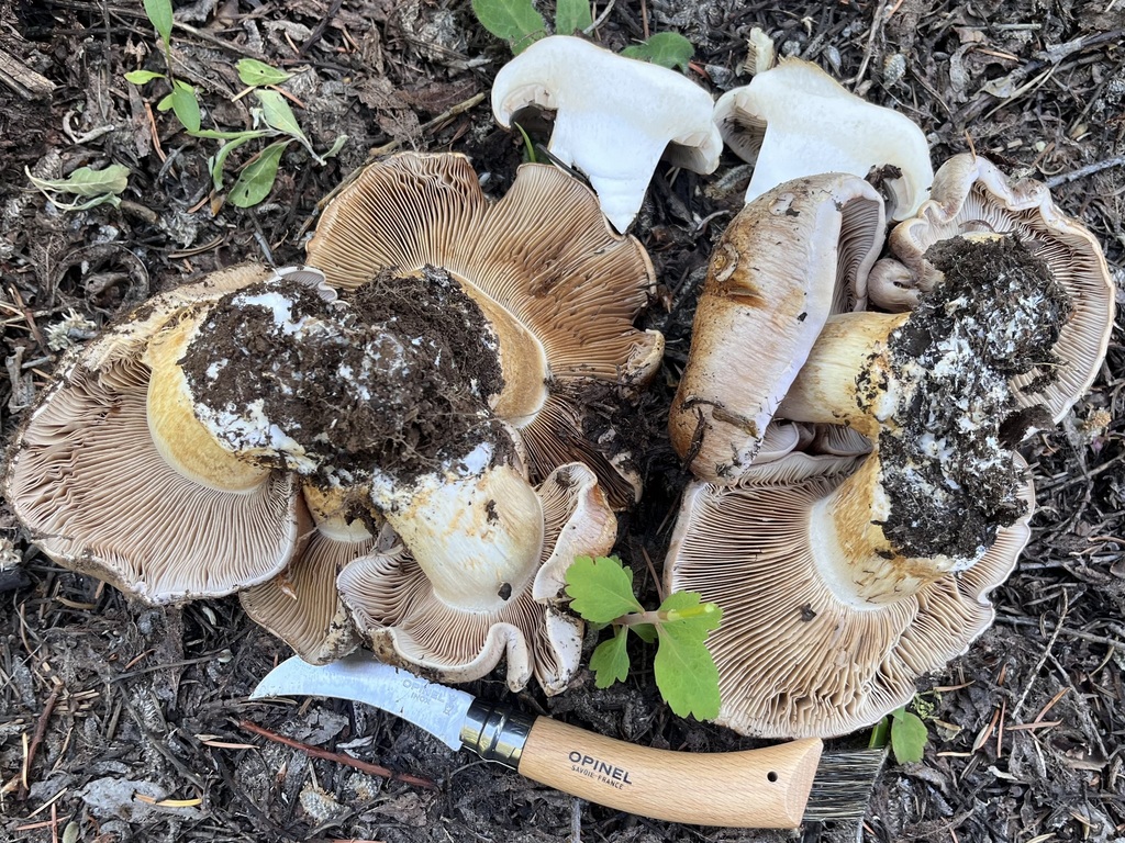 Phlegmacium sp. 'Harrower44a'