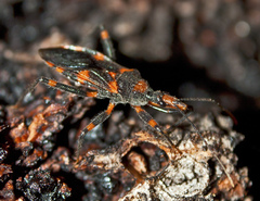 Havinthus rufovarius