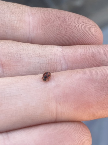 Rodolia cardinalis, 2026-10-19