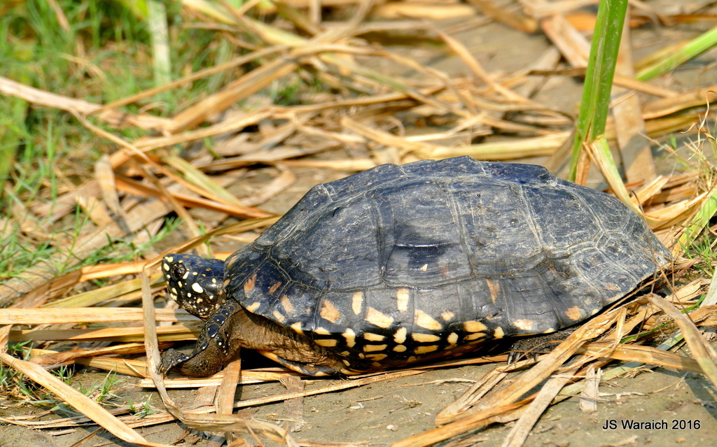 Black Pond Turtle In August 2016 By Kabir Singh Waraich · Inaturalist