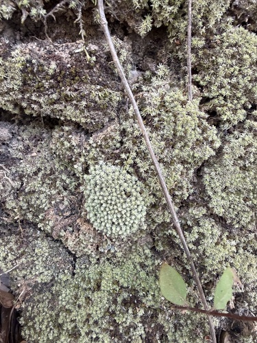 Leucobryum albidum observed 2026-10-19