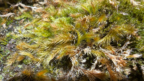 Orthothecium rufescens observed 2026-10-19