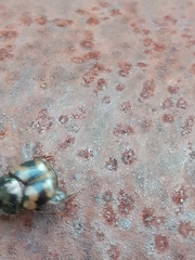 Onthophagus trituber