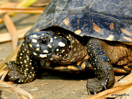 Photo by Kabir Singh Waraich