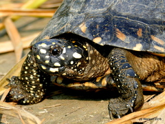 Geoclemys hamiltonii