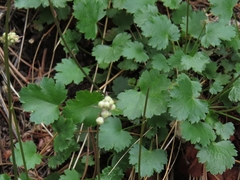 Heuchera hallii
