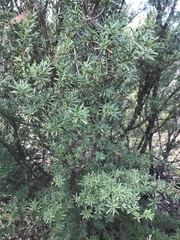 Kunzea leptospermoides