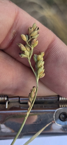 vine mesquite