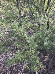 Kunzea leptospermoides