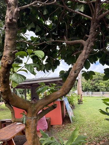 Morinda citrifolia observed 2026-10-19
