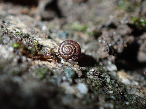 Paralaoma servilis observed 2026-10-19