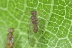 Ectopsocus californicus