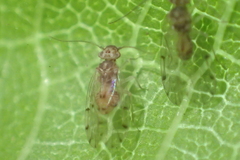 Ectopsocus californicus