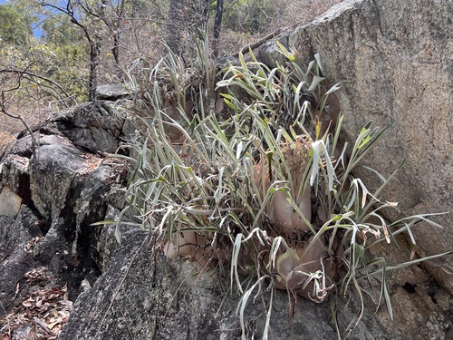 Platycerium veitchii, 2026-10-13