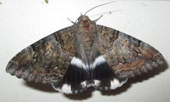 Achaea catella