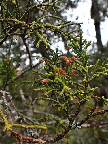 Huon pine (Lagarostrobos franklinii)