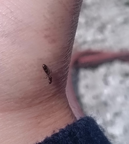 Ochetellus glaber observed 2026-10-20