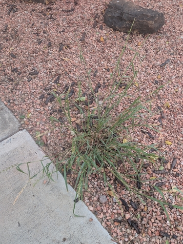 Echinochloa colonum observed 2026-10-19