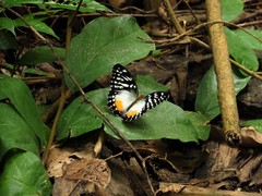 Cymothoe beckeri beckeri