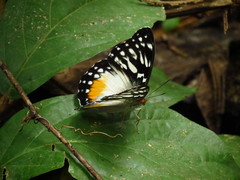 Cymothoe beckeri beckeri