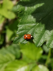 Cryptocephalus octopunctatus