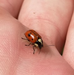 Cryptocephalus octopunctatus
