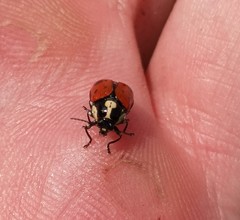 Cryptocephalus octopunctatus