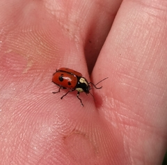 Cryptocephalus octopunctatus