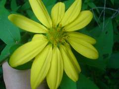 Silphium asperrimum