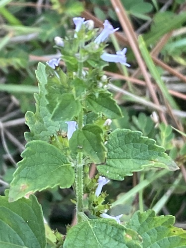 Cantinoa mutabilis observed 2026-10-19