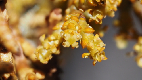 Arceuthobium campylopodum, 2026-10-19