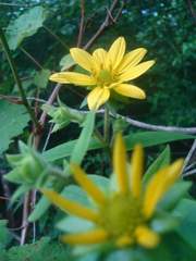 Silphium asperrimum
