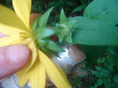 Silphium asperrimum