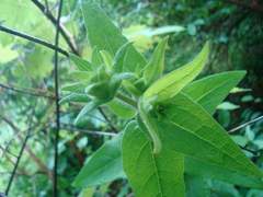 Silphium asperrimum