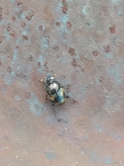 Onthophagus trituber