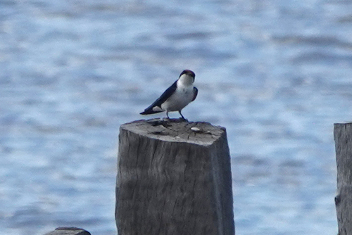 iNaturalist image