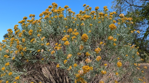 Ericameria parishii, 2026-10-19
