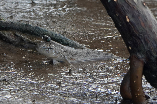 Periophthalmus barbarus observed 2026-10-06