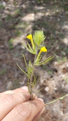 Castilleja tenuis