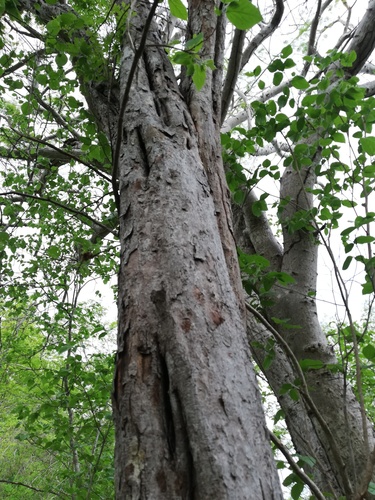 Cenostigma eriostachys