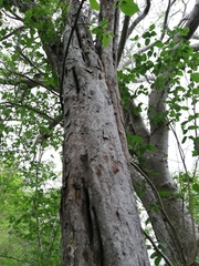 Cenostigma eriostachys