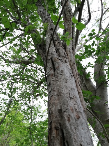 Cenostigma eriostachys, photograph 2