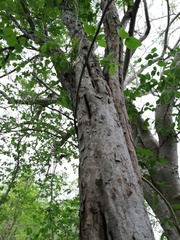 Carlos Domínguez-Rodríguez, CC BY, iNaturalist via GBIF Cenostigma eriostachys, photograph Carlos Domínguez-Rodríguez, CC BY, iNaturalist via GBIF