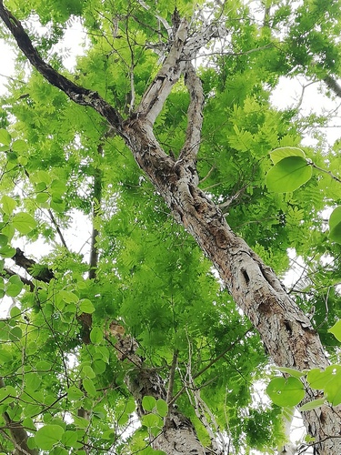 Cenostigma eriostachys, photograph 1