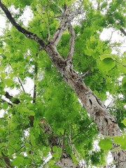 Carlos Domínguez-Rodríguez, CC BY, iNaturalist via GBIF Cenostigma eriostachys, photograph Carlos Domínguez-Rodríguez, CC BY, iNaturalist via GBIF