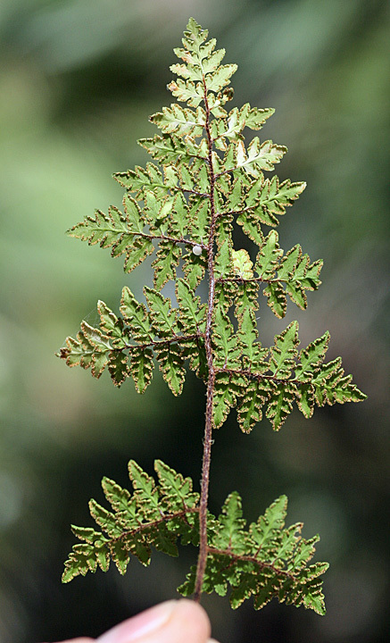 Cheilanthoideae
