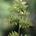 Lip Fern Subfamily - Photo (c) jrebman, some rights reserved (CC BY-NC), uploaded by jrebman