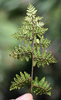 Lip Fern Subfamily - Photo (c) jrebman, some rights reserved (CC BY-NC), uploaded by jrebman